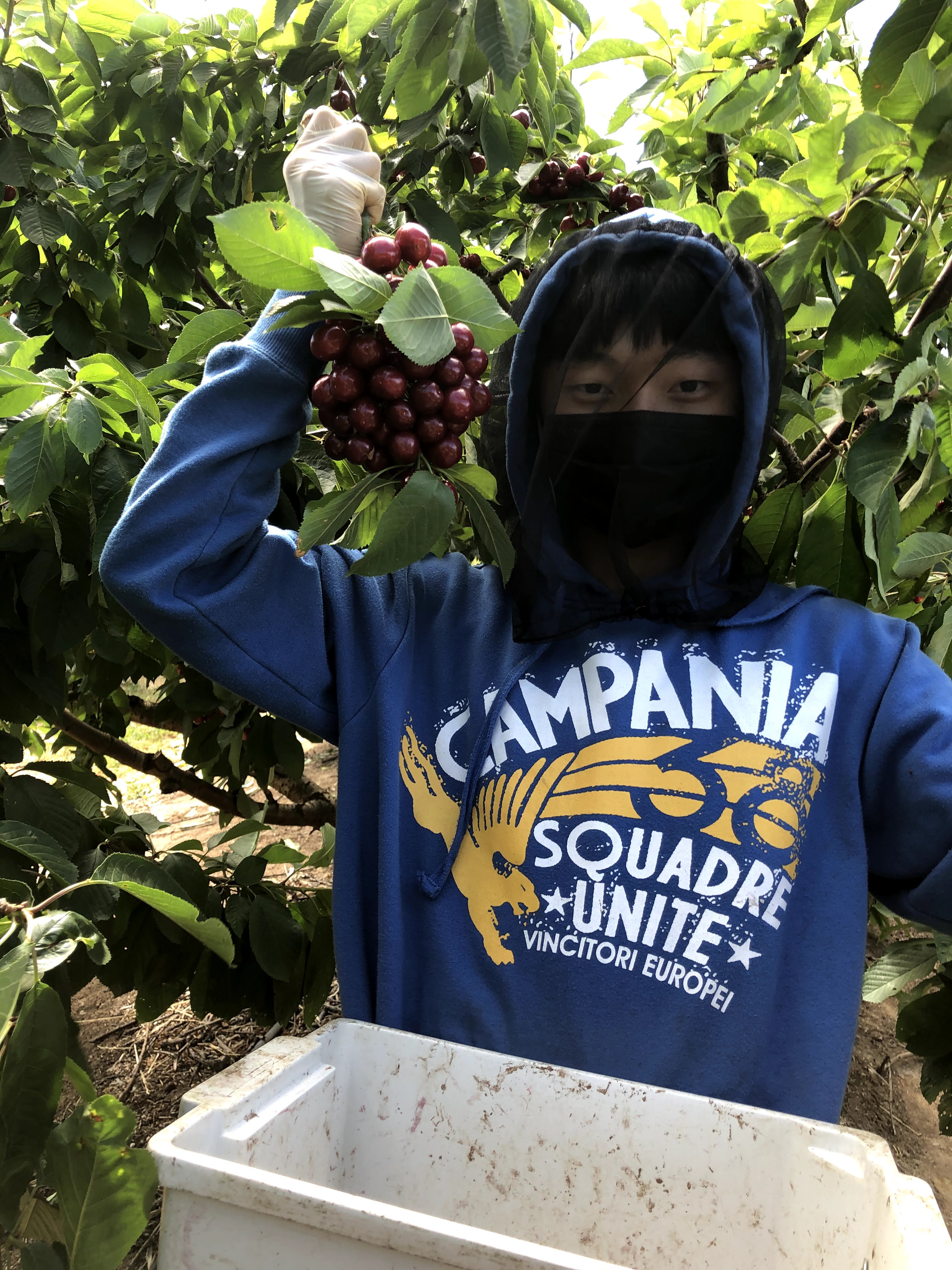蔡名皓在澳洲維多利亞洲農場體驗學習採集櫻桃