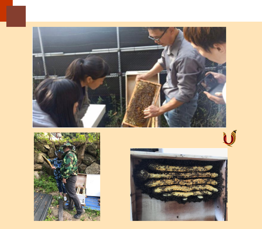 國立宜蘭大學「英勇的神蜂部隊」創業團隊，針對原住民族地區進行林下養蜂技術及產品開發訓練