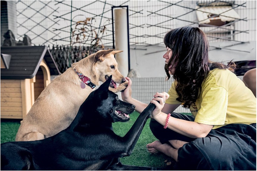 國立臺灣科技大學「浪犬博士」推動寵物家庭教育遊戲化課程