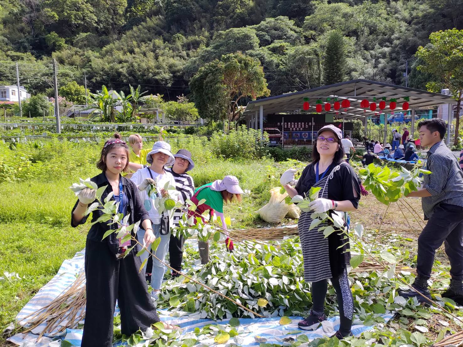 學生學習取得織布原料-苧麻纖維(體驗採收苧麻、割取麻莖、除葉、刮麻、取得苧麻的纖維)