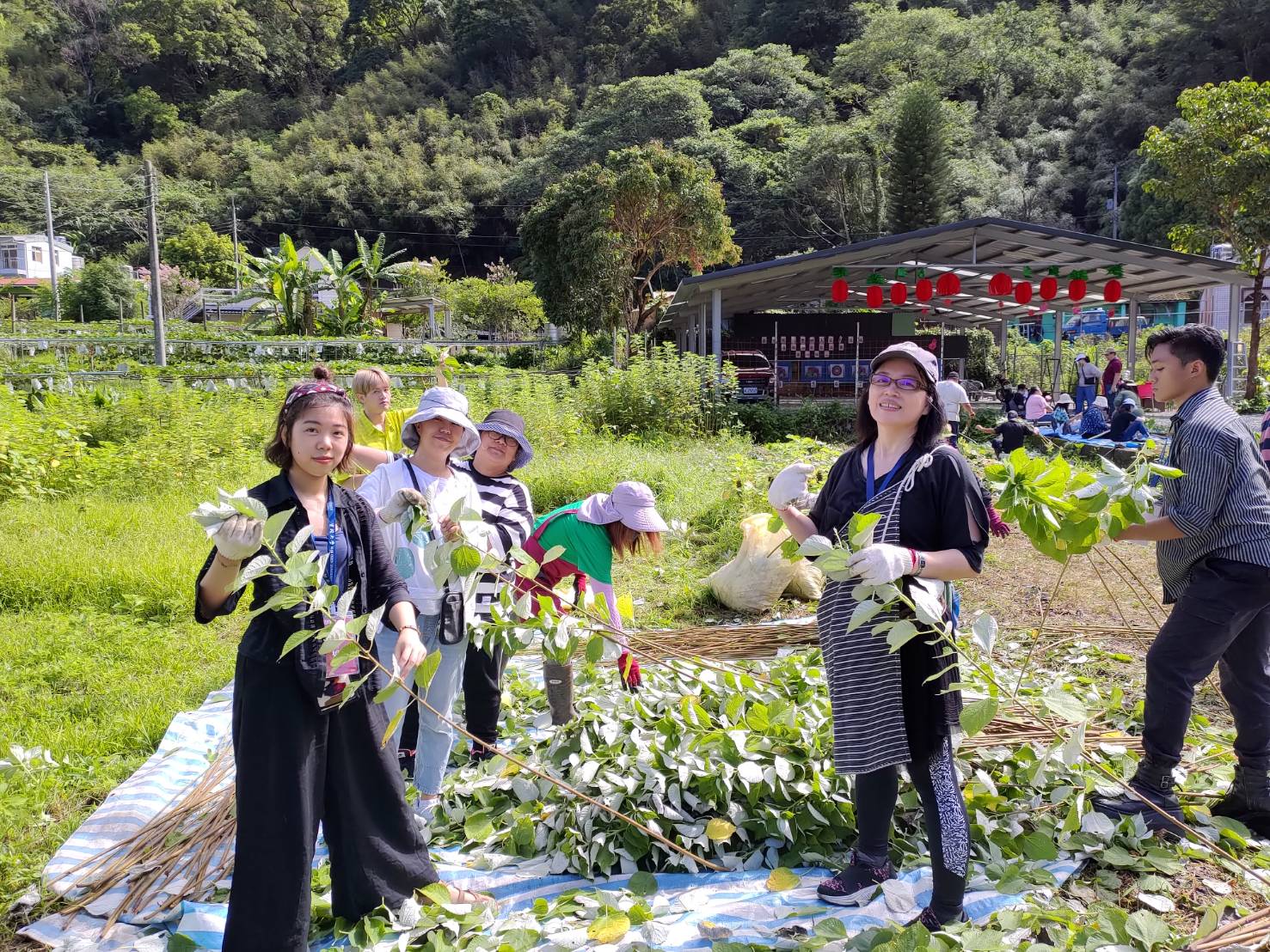 學生學習取得織布原料-苧麻纖維(體驗採收苧麻、割取麻莖、除葉、刮麻、取得苧麻的纖維)