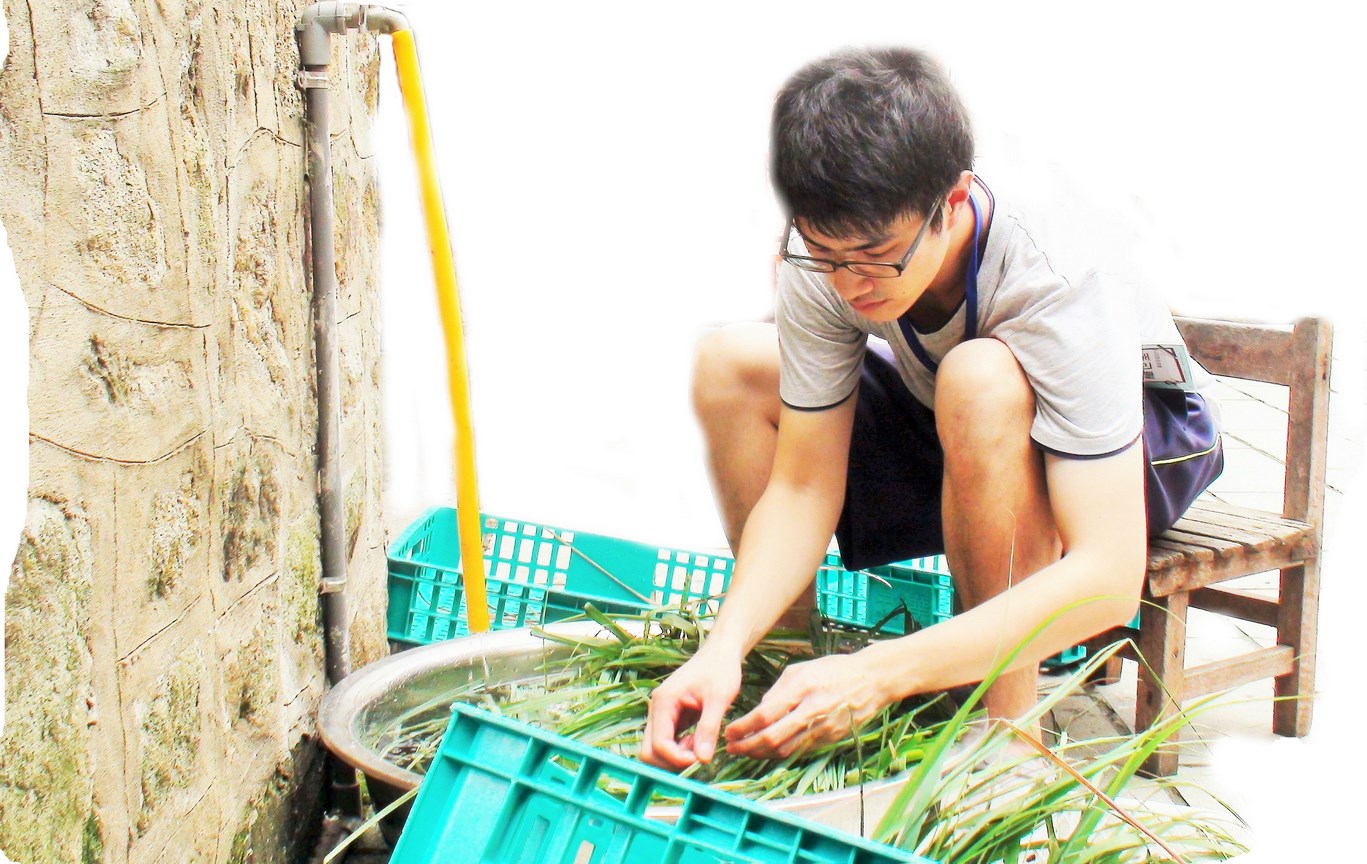 花早茶製作，進行沖洗步驟。