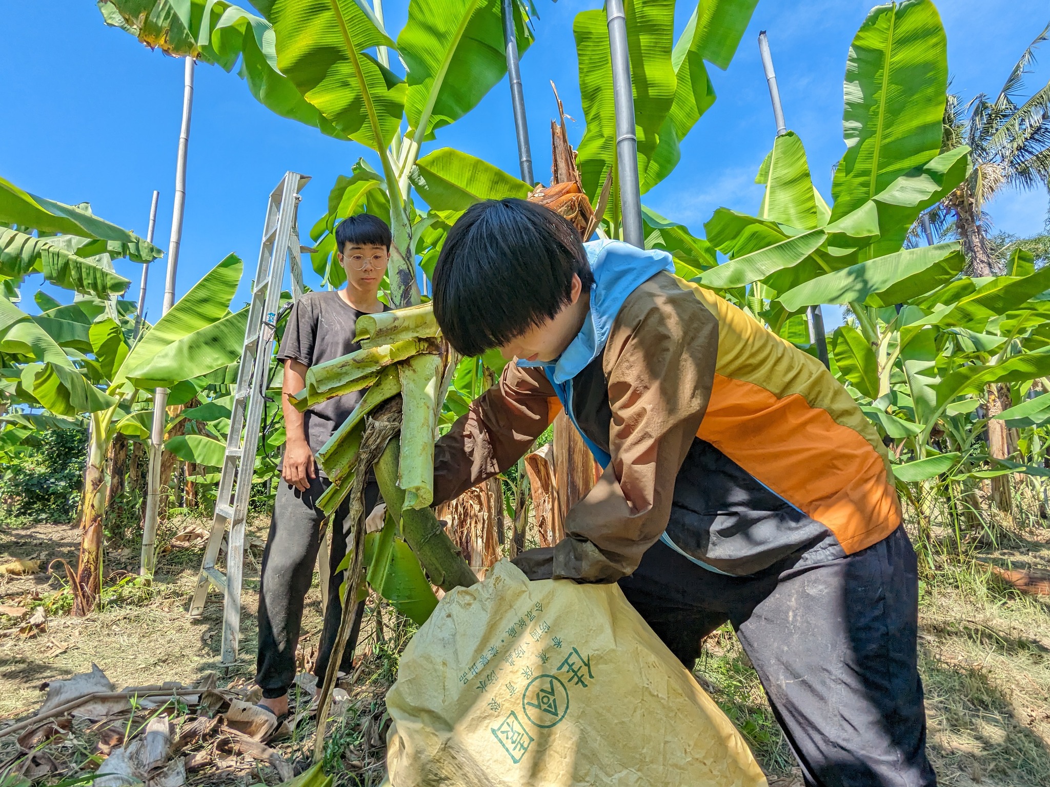台青蕉-在香蕉園修剪香蕉樹的葉片並放入袋中