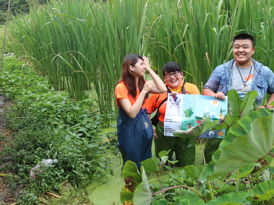 小當家於茭白筍田中體驗