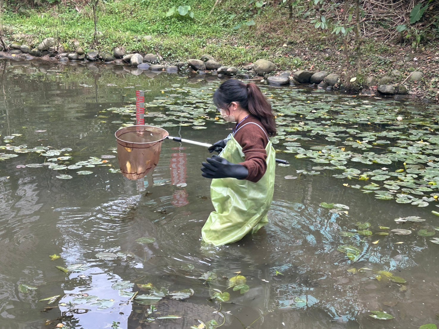 北基志工中心帶領青年志工前往基隆內寮濕地，協助清除濕地雜草及了解環境生態1